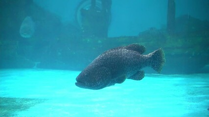 Sticker - Giant Grouper (Epinephelus lanceolatus) swimming in very large aqaurium tank