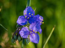 Soft Focus Of Beautiful Blue Spiderwort Flowers Blooming At A Field