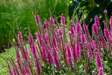 Wall Mural - Close up texture landscape view of veronica spicata (spiked speedwell) flowers in bloom in a sunny ornamental garden