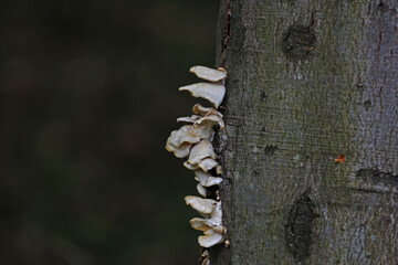 Wall Mural - Mushrooms growing on the tree trunk