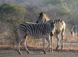 Fototapeta Sawanna - Zebra couple [equus quagga] during golden hour in South Africa RSA