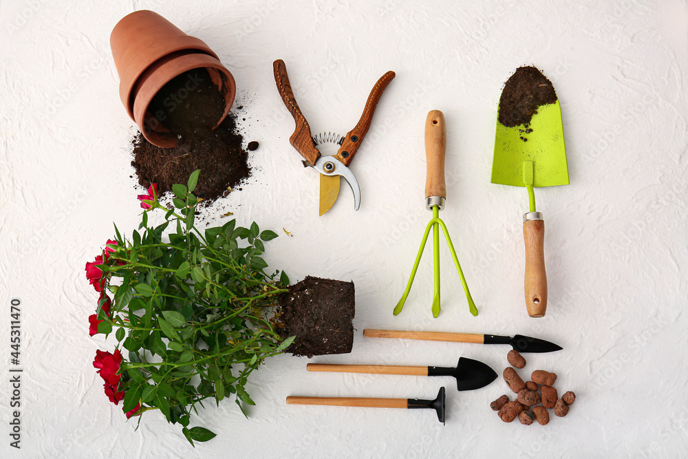 Rose plant and gardening tools on light background