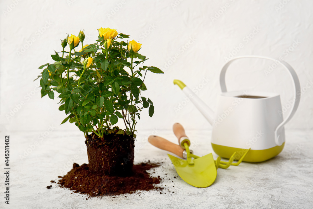 Rose plant and gardening tools on light background