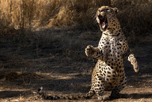 Angry Roaring Leopard On Its Feet