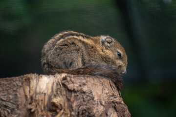 Poster - Closeup of an adorable chipmunk standing on the wooden structure on blurred background