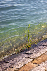 Sticker - Vertical shot of grass grew on concrete pavement in Lake Constance at Konstanz, Germany