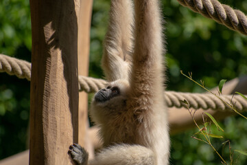 Sticker - White-handed gibbon hanging on the ropes on the zoo trees