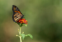 Monarch Butterfly On Lantana With Landscape Format And Green Space