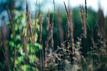 grass in the wind