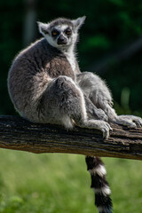 Wall Mural - Funny ring-tailed lemur (Lemur catta) sitting on the branch on blurred background of grass