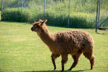 Poster - Beautiful shot of an alpaca walking on the grass in a zoo