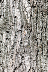 Sticker - Bark on a tree as an abstract