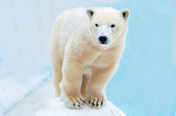 Wall Mural - polar bear in the snow