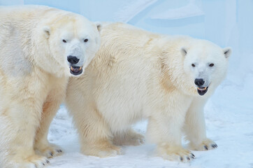 Wall Mural - polar bear in the snow