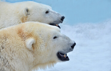 Wall Mural - polar bear cub