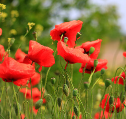 Fotomurales - Beautiful field of red poppies