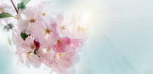 Pink Cherry Blossoms In Full Bloom Beautiful Spring Background, Banner Size
