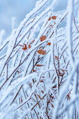 Snow and rime ice on the branches of bushes. Beautiful winter background with twigs covered with hoarfrost. Plants in the park are covered with hoar frost. Cold snowy weather. Cool frosting texture.