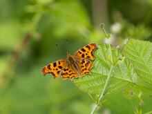 Comma Butterfly Resting On A Leaf