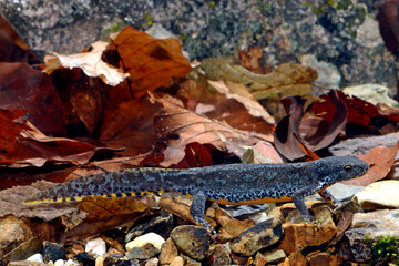 Poster - Alpine newt - male // Bergmolch - Männchen (Ichthyosaura alpestris)