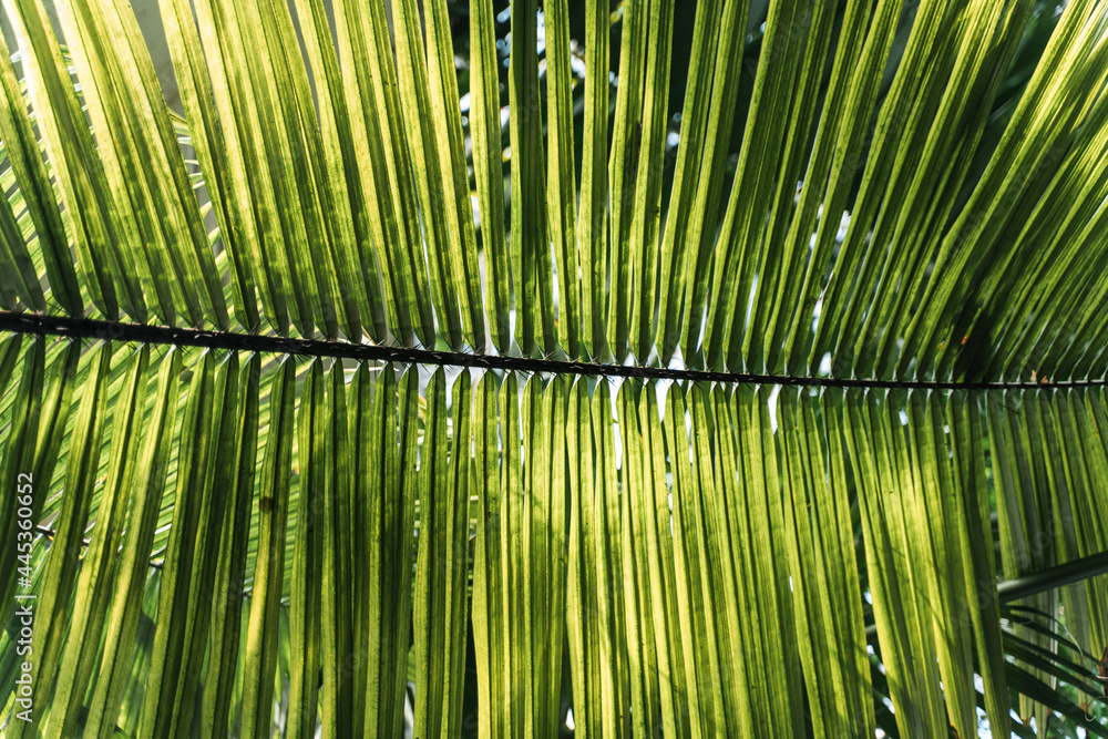 Liść palmowy - las tropikalny w Brazylii - obrazy, fototapety, plakaty 