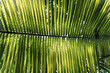 Liść palmowy - las tropikalny w Brazylii