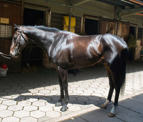 Sticker - Beautiful brown horse inside a stable