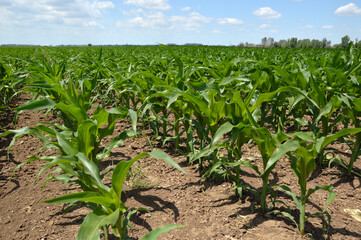 Wall Mural - green corn field in bright spring day