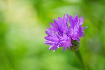 Blue cornflower flower close up