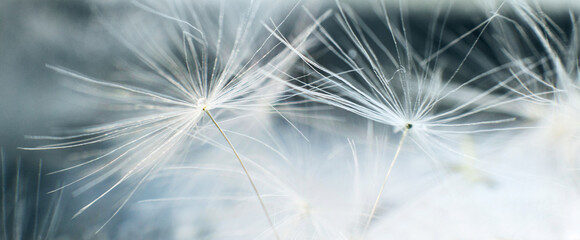 Wall Mural - a drop of water on dandelion.dandelion seed on a blue abstract floral background with copy space clo