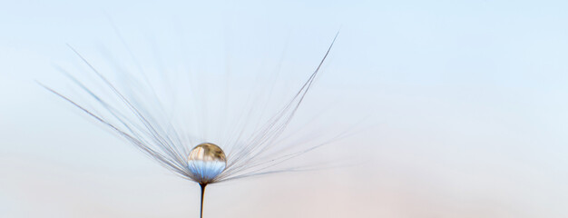 Wall Mural - a drop of water on dandelion.dandelion seed on a blue abstract floral background with copy space clo