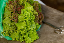 Close Up Of Freshly Picked Green And Red Lettuce. Freshness. Home Gardening Concept