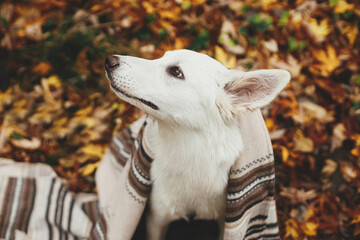 Wall Mural - Portrait of cute dog under cozy blanket sitting on background of autumn leaves in woods. Cozy autumn