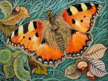 Illustration Of A Butterfly In The Grass Bright Fluffy