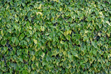 Fresh Green And Yellow Leaves Background, Hedera Colchica Is A Species Of Ivy, Persian Ivy Vine Growing On The Tree Trunk In The Garden, Beautiful Tiny Leaf Texture, Nature Pattern Background.