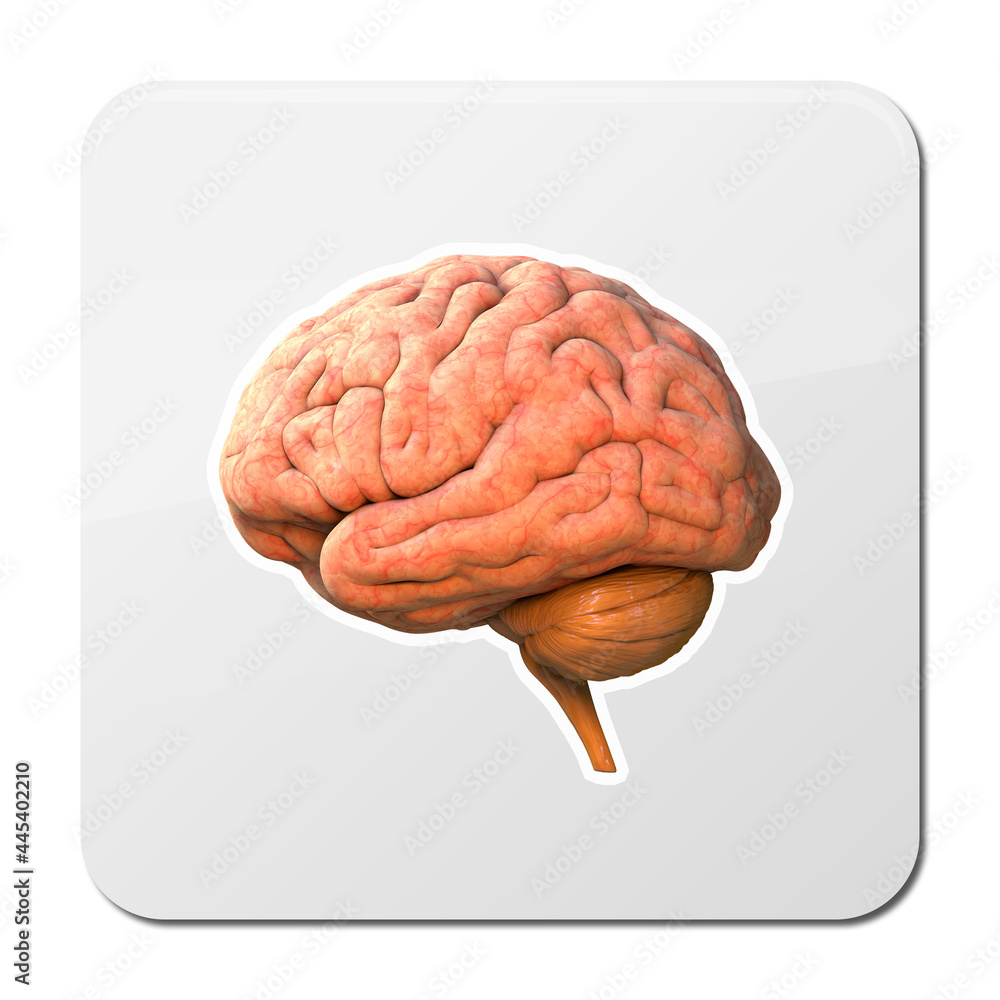 3D brain rendering in side view isolated on white background with ...