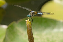Blue Dasher Dragonfly Holding Onto The Stump Of A Water Lily Leaf.  The Blue Dasher Is A Dragonfly Of The Skimmer Family And Its Scientific Name Is Pachydiplax Longipennis.
