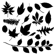 Leaf Silhouette Collection, Foliage Set. Domestic Spring Leaves, Botanical Illustration Of Hand Drawing Elements Made Of Real Live Forest And Home Plants. Vector.