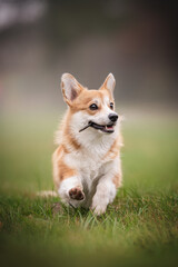 Funny red welsh corgi pembroke puppy with a stick in his teeth running among the yellowed grass against the background of a foggy autumn landscape