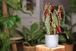 Exotic 'Begonia Maculata' houseplant with white dots in gray ceramic flower pot on wooden plant stand