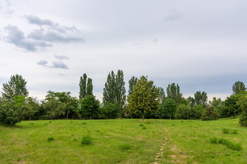 Poster - Beautiful view of trees at the edge of the field