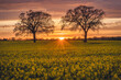 © Kerstin Bittner/Westend61 - Oilseed rape field at sunset