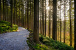 © Lisa und Wilfried Bahnm√ºller/Westend61 - Footpath amidst tree trunk in forest