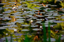 Water Lilies Floating In Pond