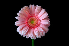 Studio Shot Of Pink Blooming Gerbera Flower