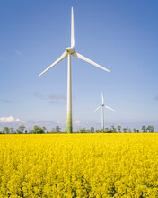Oilseed Rape Field With Wind Turbines In Background