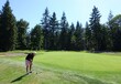 © christopher - A man playing golf chipping his ball on the green towards the flagstick, surrounded by beautiful large trees and forest, in Campbell river, British Columbia, Canada.