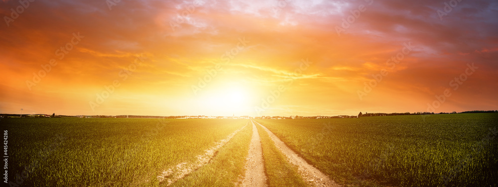 Panorama of green field with dirt road and sunset sky. Summer rural landscape sunrise - obrazy, fototapety, plakaty 