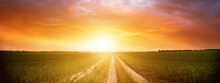 Panorama Of Green Field With Dirt Road And Sunset Sky. Summer Rural Landscape Sunrise