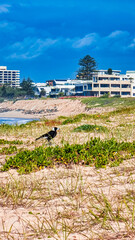 Sticker - Bird sitting on a seashore with the coastal town in the background